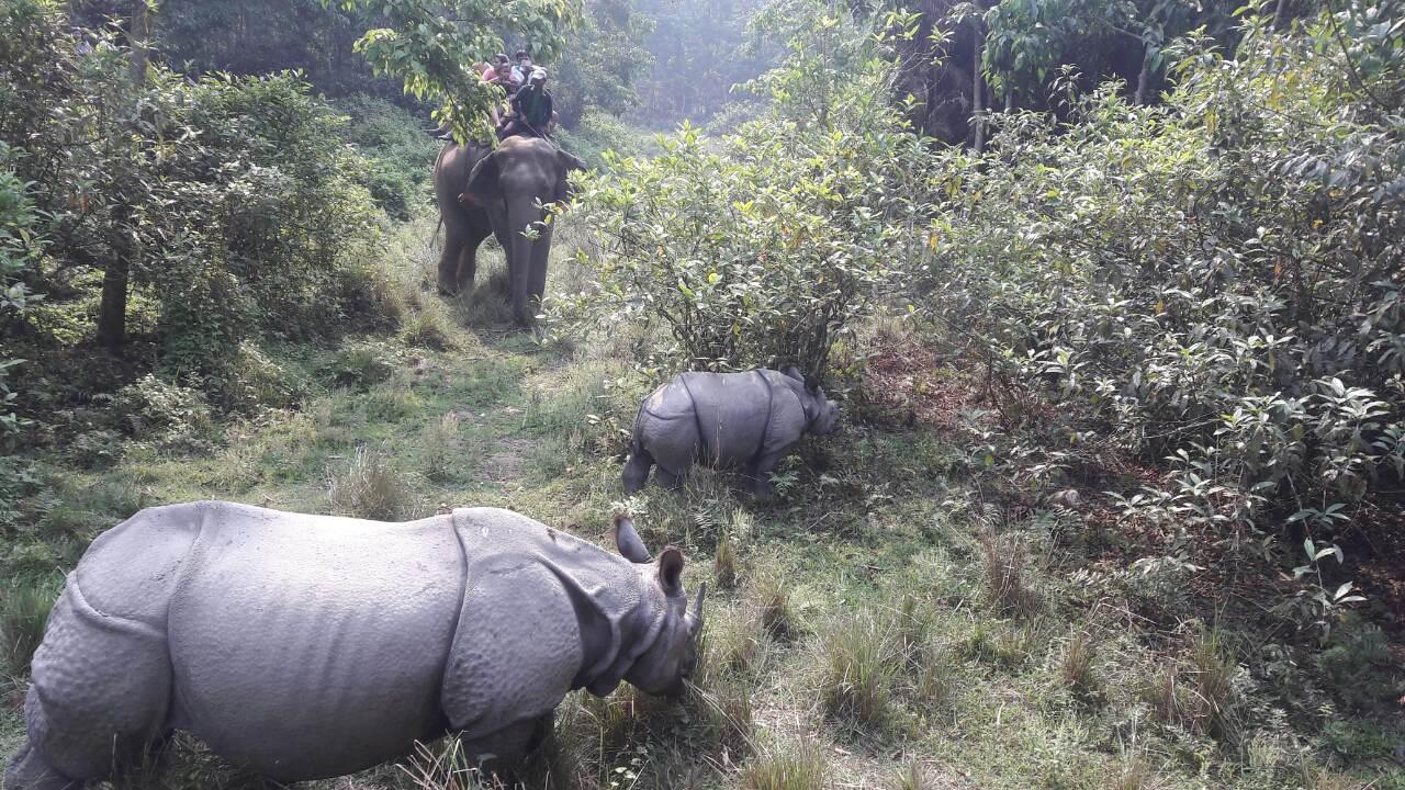 Chitwan